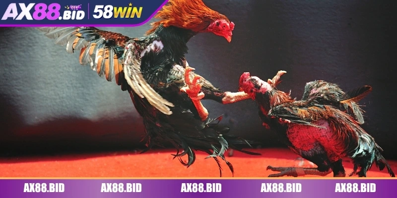Đá gà AX88 trực tiếp từ đấu trường khốc liệt
