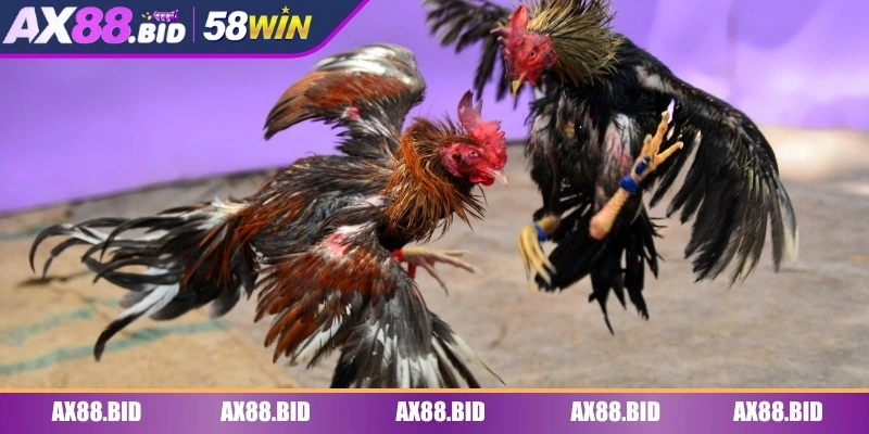 Luật chơi đá gà WS168 dễ hiểu